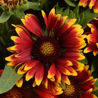 Gaillardia SpinTop Orange Halo