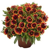 Gaillardia SpinTop Orange Halo