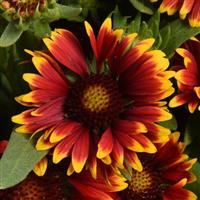 Gaillardia SpinTop Orange Halo Improved