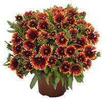 Gaillardia SpinTop Orange Halo Improved