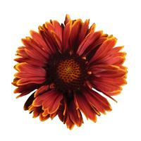 Gaillardia SpinTop Yellow Touch
