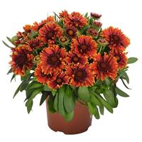 Gaillardia SpinTop Yellow Touch