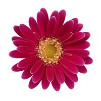Garvinea Cheeky Hot Pink Gerbera