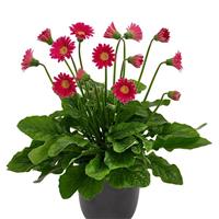 Garvinea Cheeky Hot Pink Gerbera