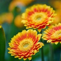 Garvinea Sweet Blaze Gerbera
