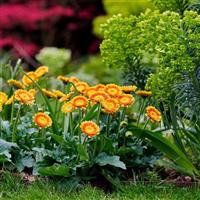 Garvinea Sweet Blaze Gerbera