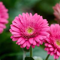 Garvinea Sweet Maggie Gerbera