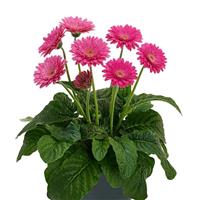 Garvinea Sweet Maggie Gerbera