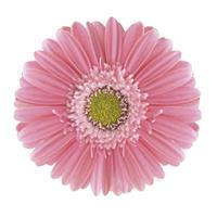 Emilia Gerbera