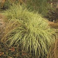 Grass Carex Evergold