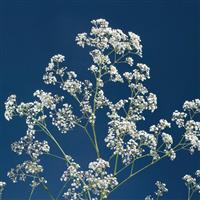 Million Stars II Gypsophila