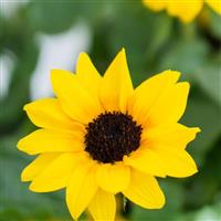 Sol Seeker Bee Yellow Helianthus