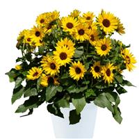 Sol Seeker Bee Yellow Helianthus
