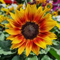 Sol Seeker Bronze Burst Helianthus