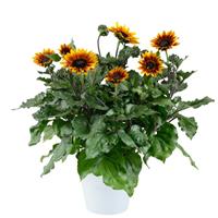 Sol Seeker Bronze Burst Helianthus