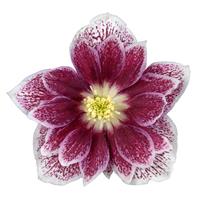 Helleborus Glamour Purple Flame