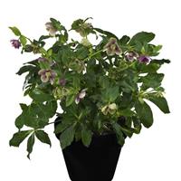 Helleborus Glamour Purple Flame