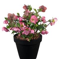 Helleborus Glamour Strawberry Moon