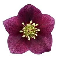 Helleborus Glamour Elance