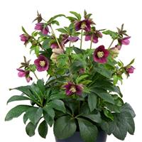 Helleborus Glamour Elance