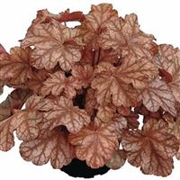 Heuchera Heureka Frosted Flame