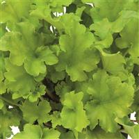 Heuchera Heureka Shiny