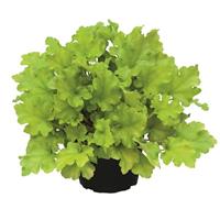 Heuchera Heureka Shiny