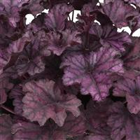 Heuchera Heureka Frosty Night