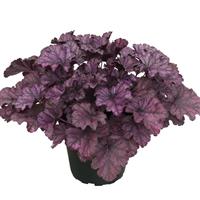 Heuchera Heureka Frosty Night
