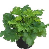 Heuchera Heureka Green Knight