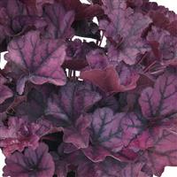 Heuchera Heureka Purple Pride