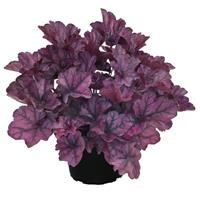 Heuchera Heureka Purple Pride