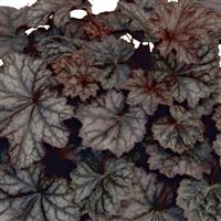 Heuchera Heureka Silver Duke