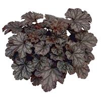 Heuchera Heureka Silver Duke