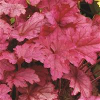 Heuchera Berry Smoothie