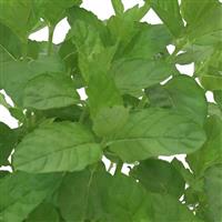MinTea Mentha