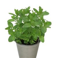 MinTea Mentha