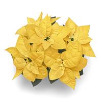 Lemon Glow Poinsettia