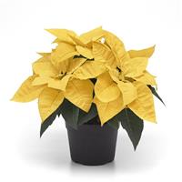 Lemon Glow Poinsettia