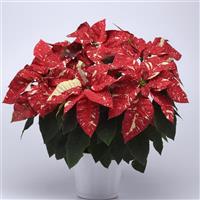 Superba New Glitter Poinsettia