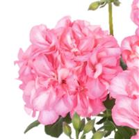 Great Balls of Fire Salmon Bicolor Ivy Geranium