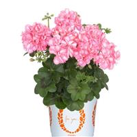 Great Balls of Fire Salmon Bicolor Ivy Geranium