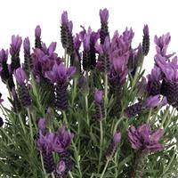 Lavender La Diva Berry Bountiful