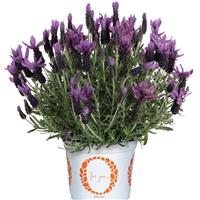 Lavender La Diva Berry Bountiful