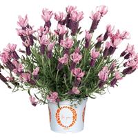 Lavender La Diva Berry Rosey