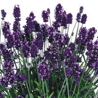 Lavender La Diva Eternal Grace