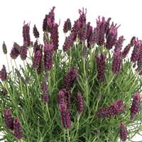 Lavender La Diva Garnet Rouge