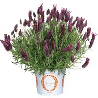Lavender La Diva Garnet Rouge