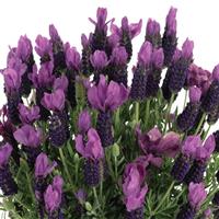 Lavender La Diva Lush Purple