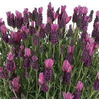Lavender La Diva Papillon Deep Rose